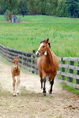 colt and mare running