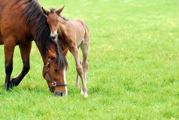Obraz premium mare and her foal