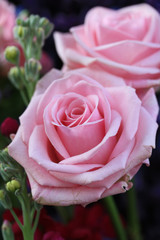 big pink roses in close up