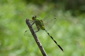 Libellula