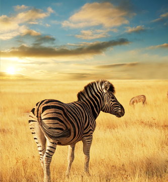 Fototapeta Zebra