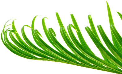 bout de jeune palme de sagoutier, fond blanc