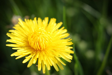 Dandelion flower