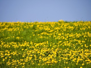 Obraz premium Wiese mit Löwenzahn