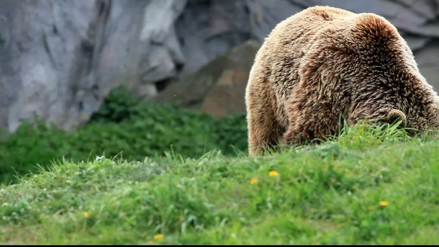 kodiakb&auml;r