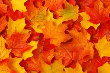 Fotobehang Herfst Herfstbladeren