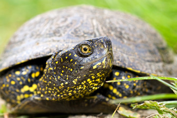 The European marsh turtle, Emys orbicularis