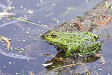 marsh frog / Pelophylax ridibundus