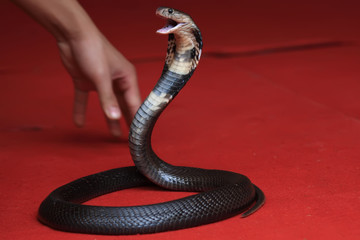 Cobra