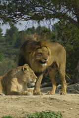 Lion and lioness (Panthera leo)