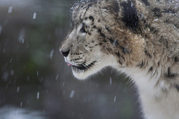 ユキヒョウの冬