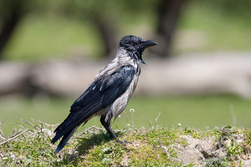 hooded crow ( Corvus corone cornix ) in bathtime