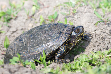 The European marsh turtle, Emys orbicularis