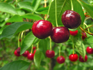 ripe cherry