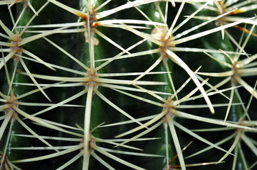 Spine