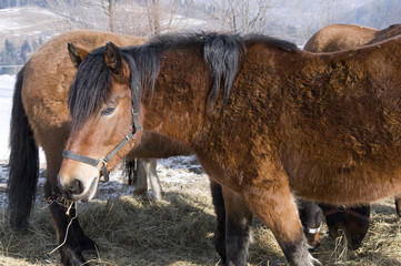Koń Huculski