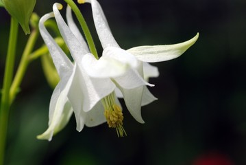 西洋オダマキ　メローイエロー