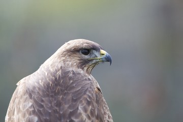 Buzzard