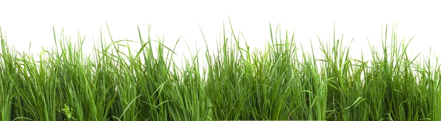 Photo sur Plexiglas Printemps grass