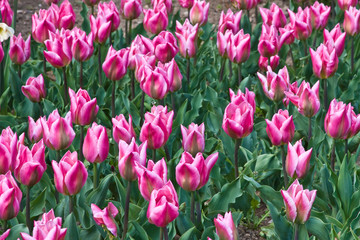 Motley tulips