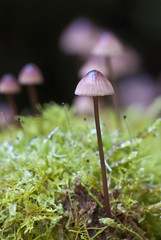 Fungi closeup growing on moss-covered log