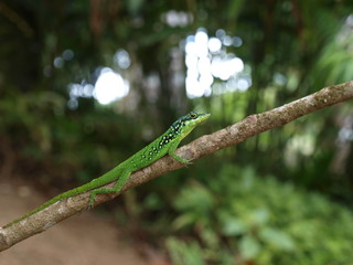 L&eacute;zard / Caraibes