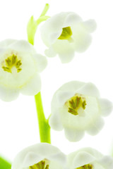 fleurs de muguet porte-bonheur, fond blanc