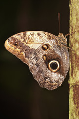 Blue Morpho Butterfly