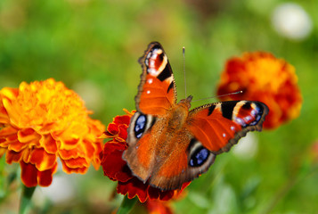 Fototapeta na wymiar Peacock butterfly