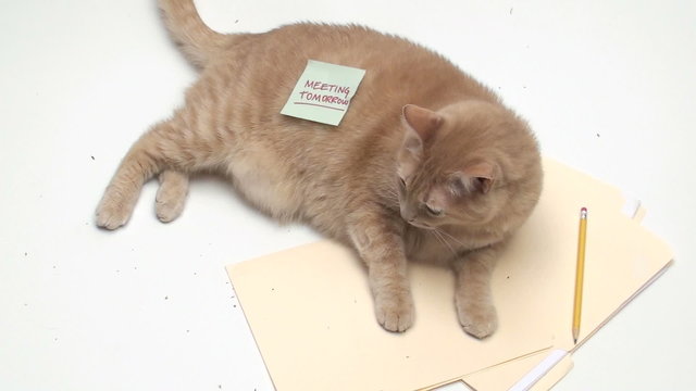 Cat with MEETING TOMORROW post it note - HD