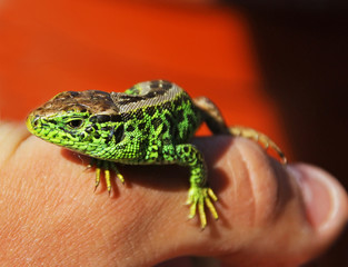 Lizard on the hand