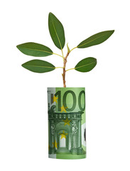 Fototapeta na wymiar Tree growing from euro bill