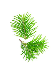Fir tree branches isolated on white