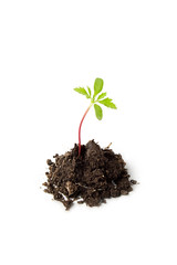 Young plant isolated on white