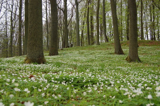 Wiosenny las