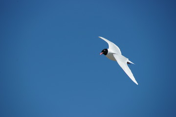 mouette rieuse