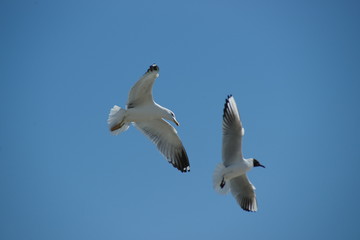 goéland & mouette rieuse