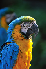 ルリコンゴウインコ
