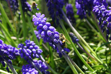 Hyazinthen mit Biene