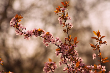 Close-up of a cherry tree branch with pink blossoms