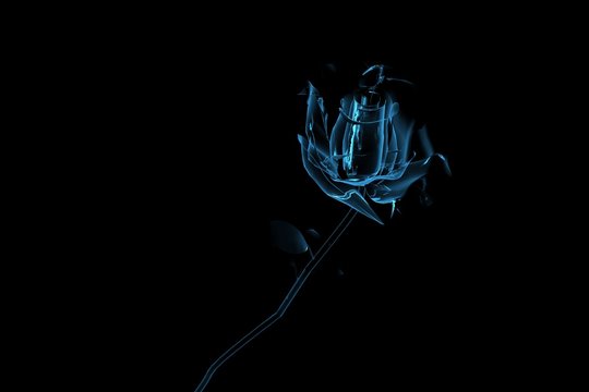 Rose 3D rendered xray blue transparent