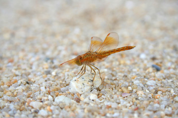 dragonfly on beach