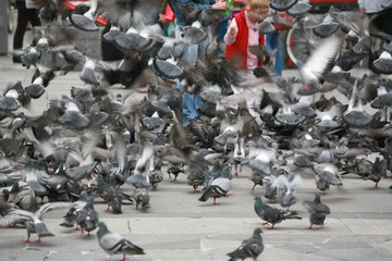Naklejka premium Taubenansammlung auf Domplatz, Mailand