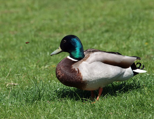 Stockente