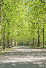 Walkway Through Spring Scenery