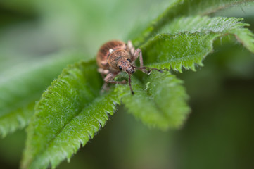 kleiner Käfer frontal