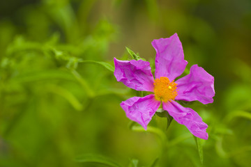 rosa Blüte beim entfalten