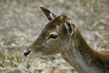 fawn