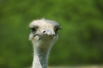 ostrich