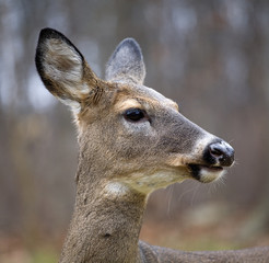 whitetail doe